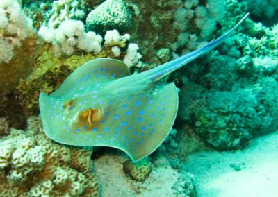 Bluespotted stingray