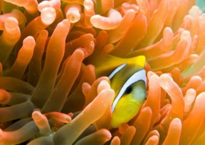 Anemonefish