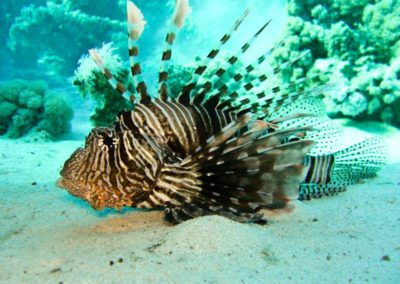 Common lionfish