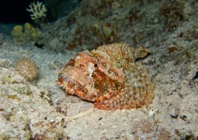 Stone scorpion fish