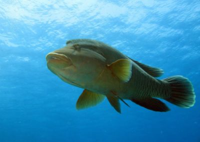 Napoleon wrasse