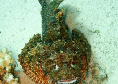 Stone scorpion fish