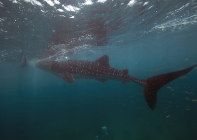 Whale Shark