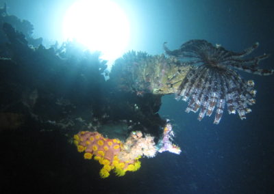 Savigny's feather star