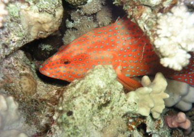 Coral hind